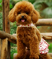 心絲蟲怎么預防？犬心保細節(jié)控