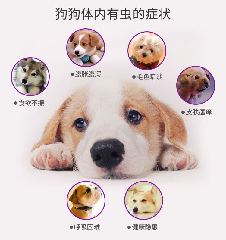 四十條狗有一條病狗_病狗_狗 病