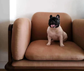 小狗拉肚子怎么辦？犬心保黃金搭檔