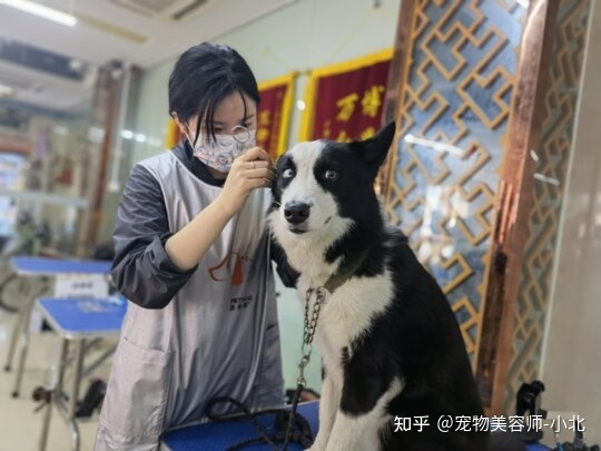 哪里有給狗狗美容的學(xué)校_鄭州金水區(qū)哪家狗狗美容做的好_狗狗美容游戲