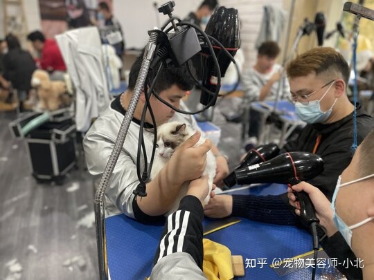 鄭州金水區(qū)哪家狗狗美容做的好_哪里有給狗狗美容的學(xué)校_狗狗美容游戲