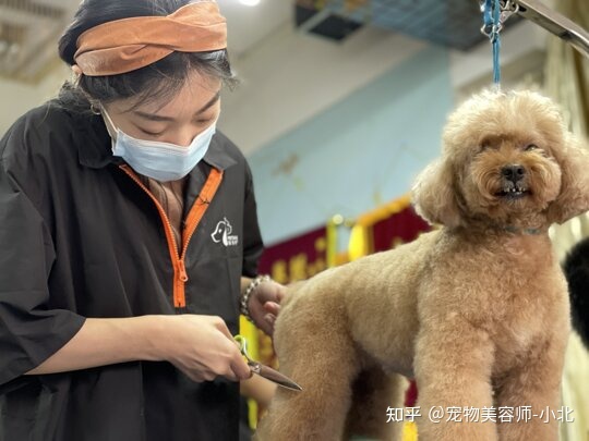 鄭州金水區(qū)哪家狗狗美容做的好_狗狗美容游戲_哪里有給狗狗美容的學(xué)校