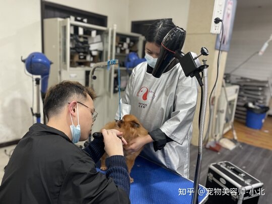 狗狗美容游戲_哪里有給狗狗美容的學(xué)校_鄭州金水區(qū)哪家狗狗美容做的好