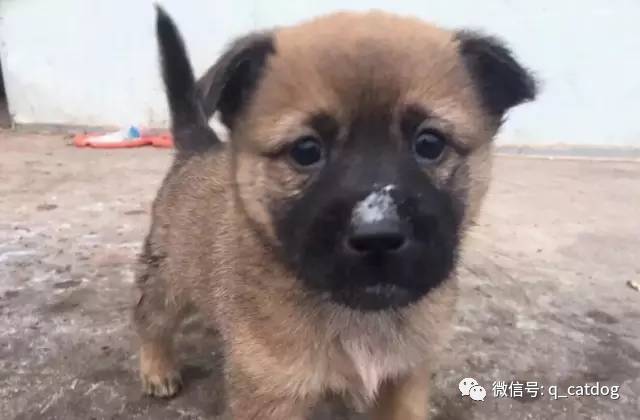 最萌的狗 品種_最萌狗狗品種_最萌的大狗是什么品種