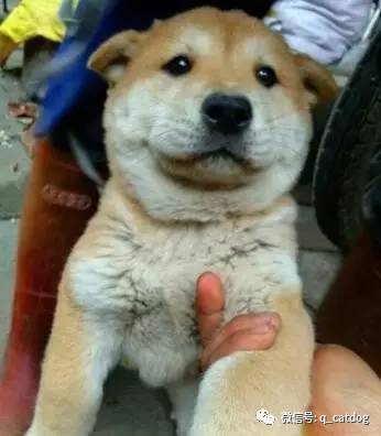 最萌的大狗是什么品種_最萌的狗 品種_最萌狗狗品種
