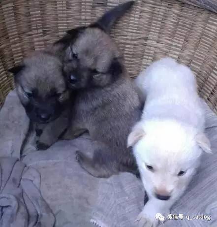 最萌的大狗是什么品種_最萌狗狗品種_最萌的狗 品種