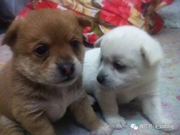 最萌的大狗是什么品種_最萌的狗 品種_最萌狗狗品種