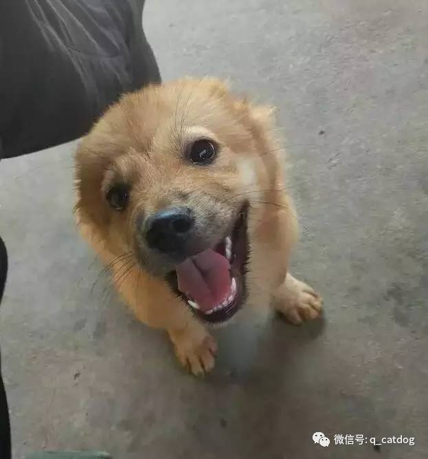 最萌的大狗是什么品種_最萌狗狗品種_最萌的狗 品種