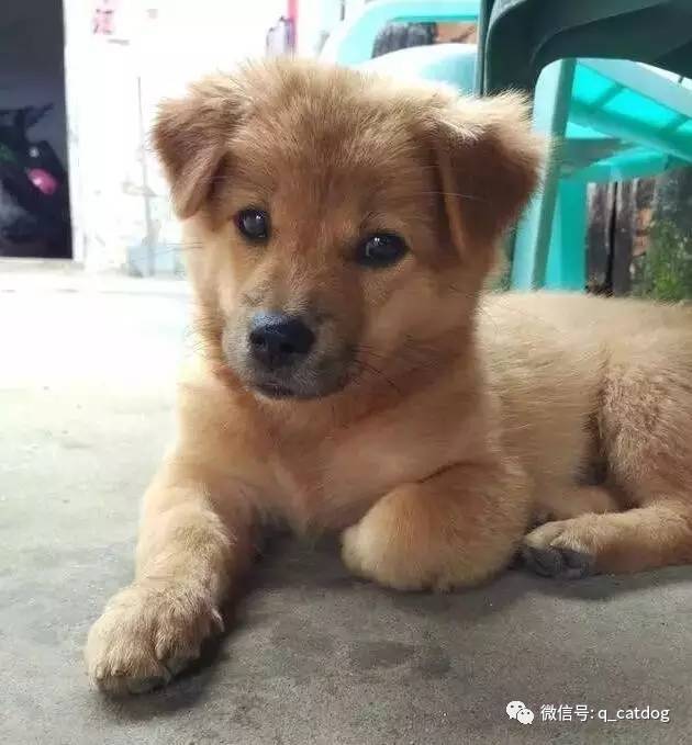 最萌狗狗品種_最萌的大狗是什么品種_最萌的狗 品種