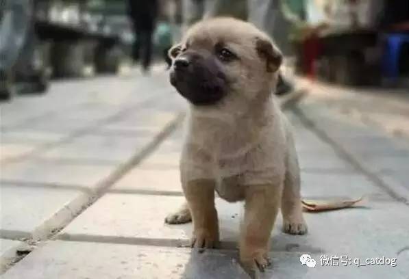 最萌狗狗品種_最萌的狗 品種_最萌的大狗是什么品種