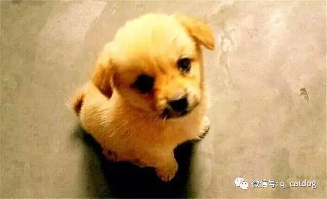 最萌的大狗是什么品種_最萌狗狗品種_最萌的狗 品種