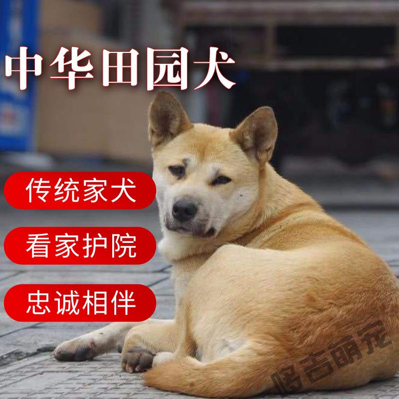 最萌的狗 品種_最萌狗狗品種_最萌的大狗是什么品種