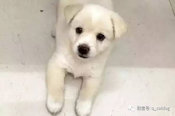最萌狗狗品種_最萌的大狗是什么品種_最萌的狗 品種