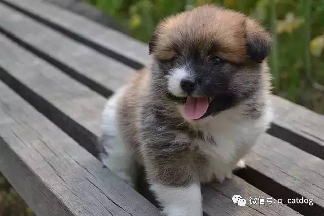 最萌的大狗是什么品種_最萌狗狗品種_最萌的狗 品種