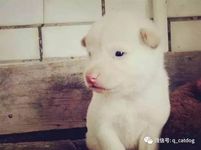 最萌的狗 品種_最萌狗狗品種_最萌的大狗是什么品種