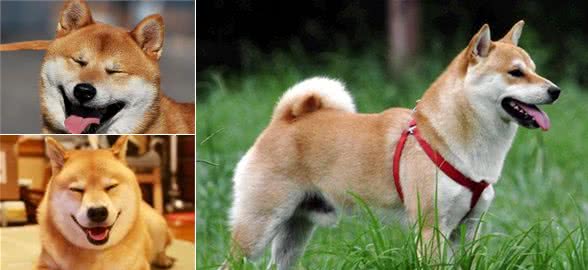 日本柴犬的市場(chǎng)價(jià)格，品種特征以及養(yǎng)寵知識(shí)