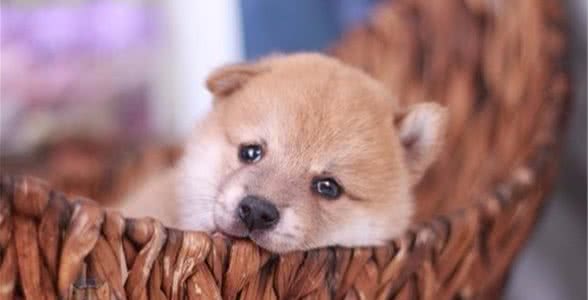 「柴犬基本知識(shí)科普」關(guān)于純種柴犬簡(jiǎn)介、怎么挑選