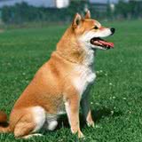 日本柴犬應(yīng)當(dāng)如何選購(gòu)？