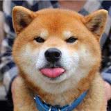 演藝界的戲精，最容易被卡住的“卡門”—柴犬