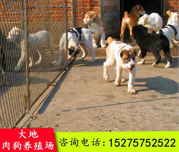 養(yǎng)鷯哥致富視頻_養(yǎng)狗致富經(jīng)視頻_女人把男人當(dāng)狗養(yǎng)視頻