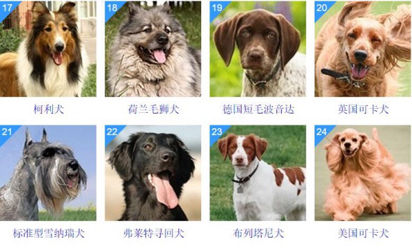 最聰明的狗品種排名_最萌的狗品種排名_最萌的大狗是什么品種