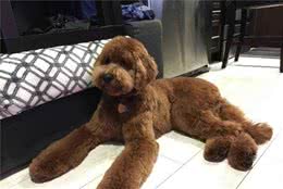 世界上最聰明的五種狗狗排名，不可被超越的是邊牧犬