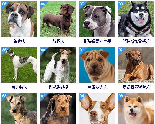 最萌的大狗是什么品種_最聰明的狗品種排名_最萌的狗品種排名