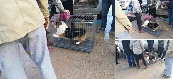 成年柯基犬要價(jià)2000元，商販贈(zèng)送一個(gè)籠子和兩袋狗糧！