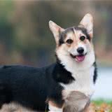 柯基犬備受英國(guó)皇室成員的青睞，小短腿為什么這么討人喜歡？