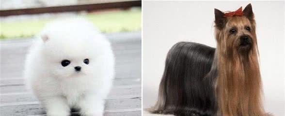 用智商碾壓你的萌犬排行榜你家狗狗第幾名