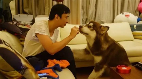 袁成杰是王思聰?shù)墓穇王思聰?shù)墓肥巧镀贩N_王思聰怎么收養(yǎng)狗狗王可可