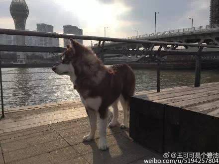 王思聰日狗_王思聰?shù)墓肥巧镀贩N_王思聰日狗照片
