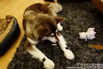 王思聰?shù)墓肥巧镀贩N_王思聰日狗_王思聰日狗照片