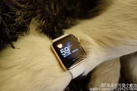 王思聰日狗_王思聰?shù)墓肥巧镀贩N_王思聰日狗照片