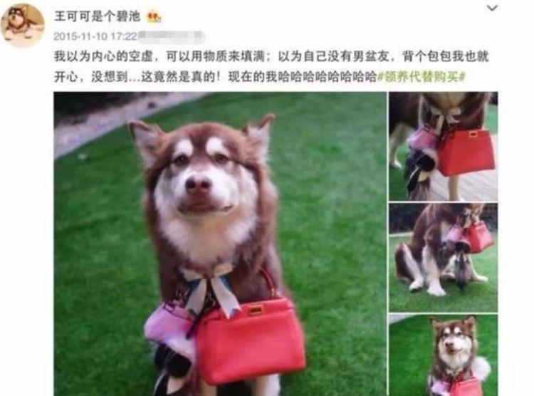 王思聰?shù)墓肥巧镀贩N_王思聰日狗照片_王思聰日狗