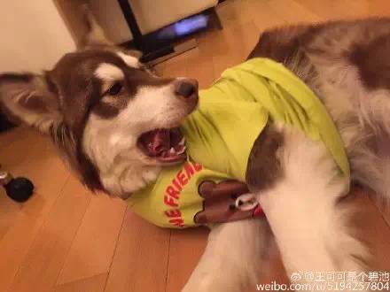 王思聰日狗_王思聰?shù)墓肥巧镀贩N_王思聰日狗照片