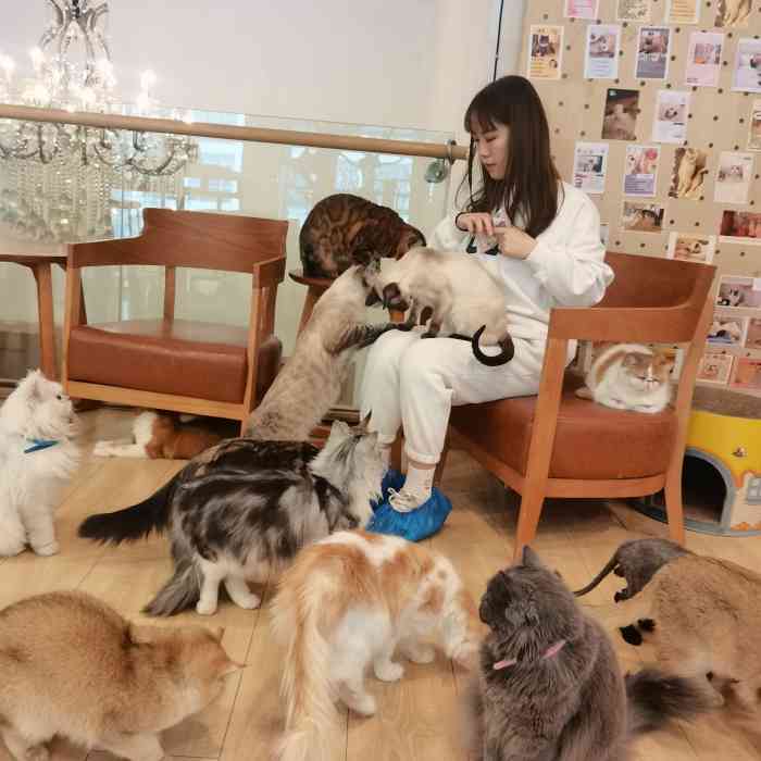 喵喵貓喵喵文集百度云_黑心貓喵喵_爐石黑心貓喵喵