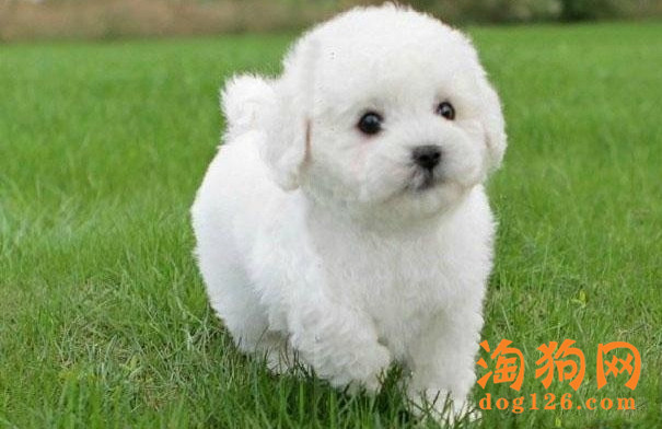 常見的狗病的預(yù)防與治療
