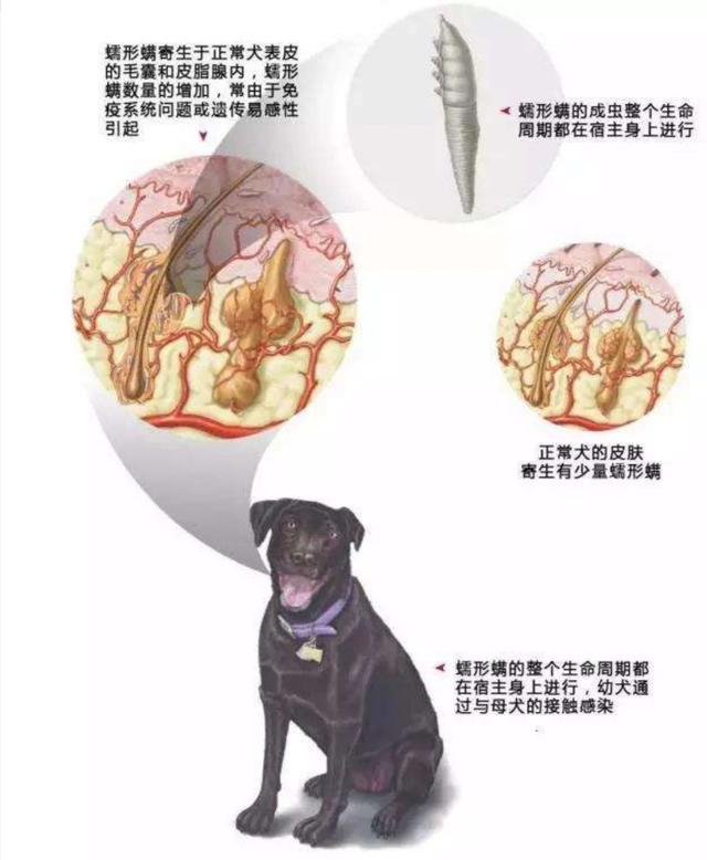病狗神題_狗病_瘋狗病 狗腦髓