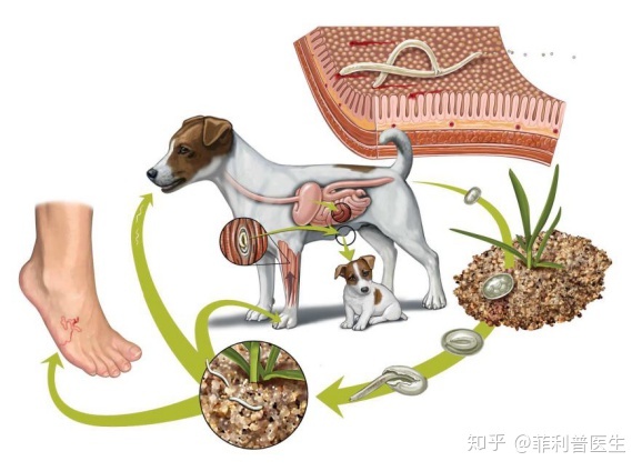 瘋狗病 狗腦髓_狗病_病狗神題