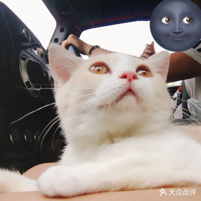 在寵物店買(mǎi)到病狗怎么維權(quán)_在寵物店買(mǎi)到病狗怎么維權(quán)_在寵物店買(mǎi)到病狗