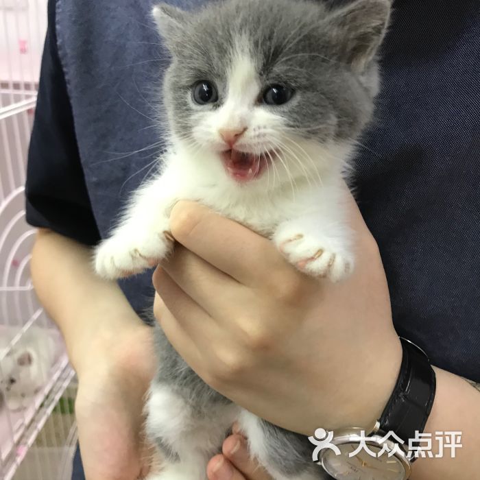 在寵物店買(mǎi)到病狗怎么維權(quán)_在寵物店買(mǎi)到病狗怎么維權(quán)_在寵物店買(mǎi)到病狗