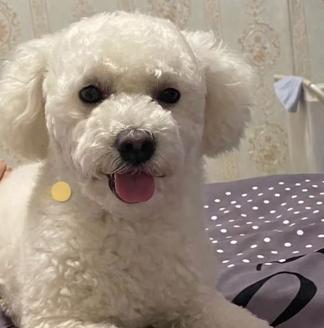 白色博美犬的美容護(hù)理_博美改名星團(tuán)美容_博美狗狗 美容