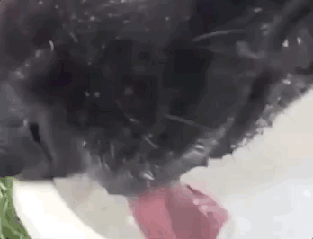 白色博美犬的美容護(hù)理_博美狗狗 美容_博美改名星團(tuán)美容