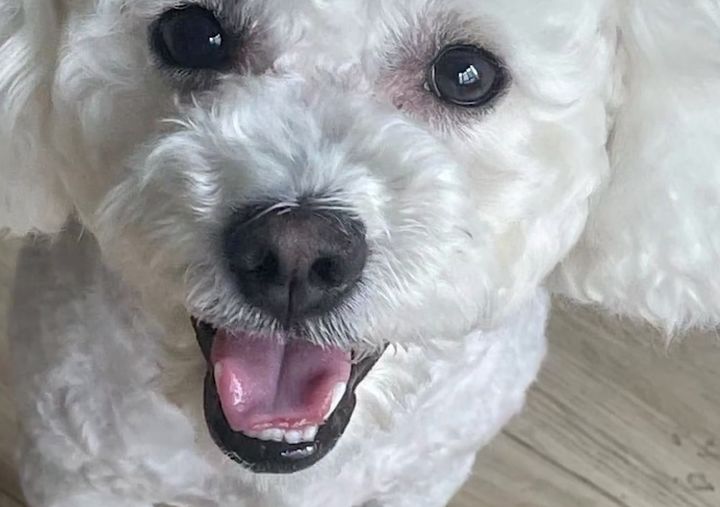 博美改名星團(tuán)美容_博美狗狗 美容_白色博美犬的美容護(hù)理