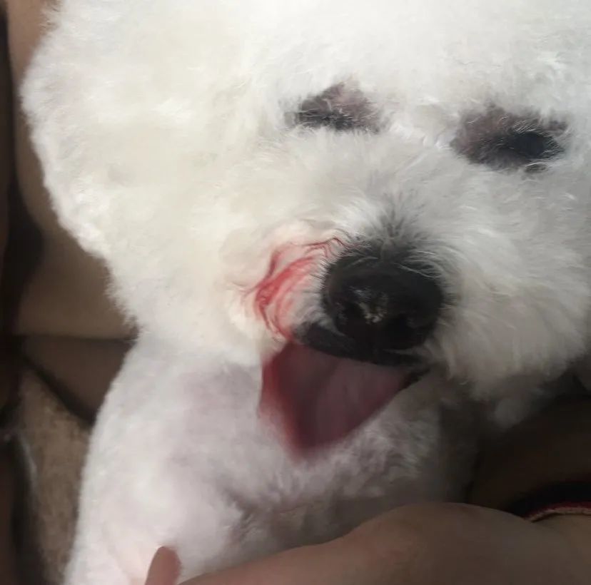 白色博美犬的美容護(hù)理_博美狗狗 美容_博美改名星團(tuán)美容