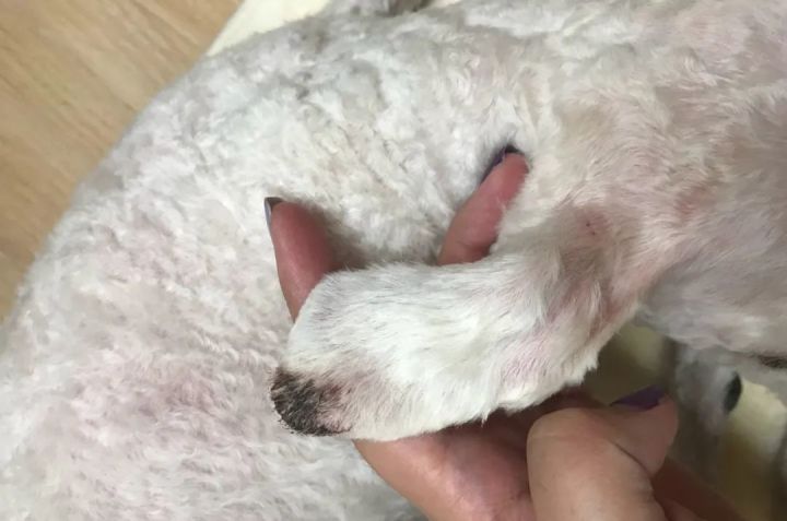 白色博美犬的美容護(hù)理_博美狗狗 美容_博美改名星團(tuán)美容