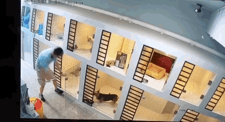 白色博美犬的美容護(hù)理_博美狗狗 美容_博美改名星團(tuán)美容