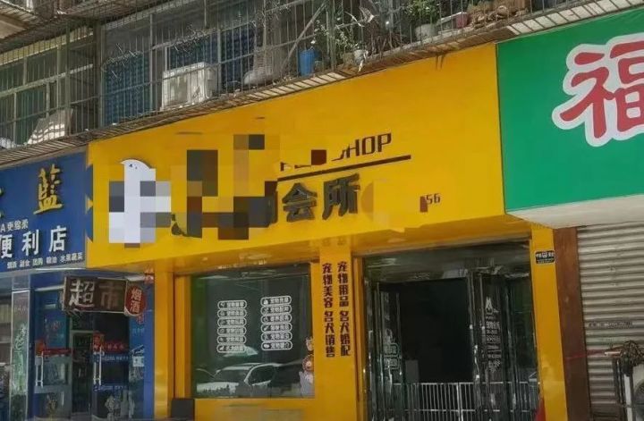 白色博美犬的美容護(hù)理_博美狗狗 美容_博美改名星團(tuán)美容