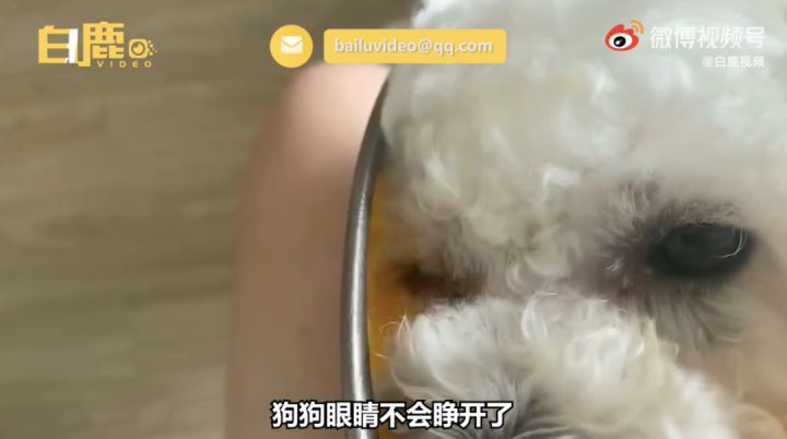 白色博美犬的美容護(hù)理_博美狗狗 美容_博美改名星團(tuán)美容